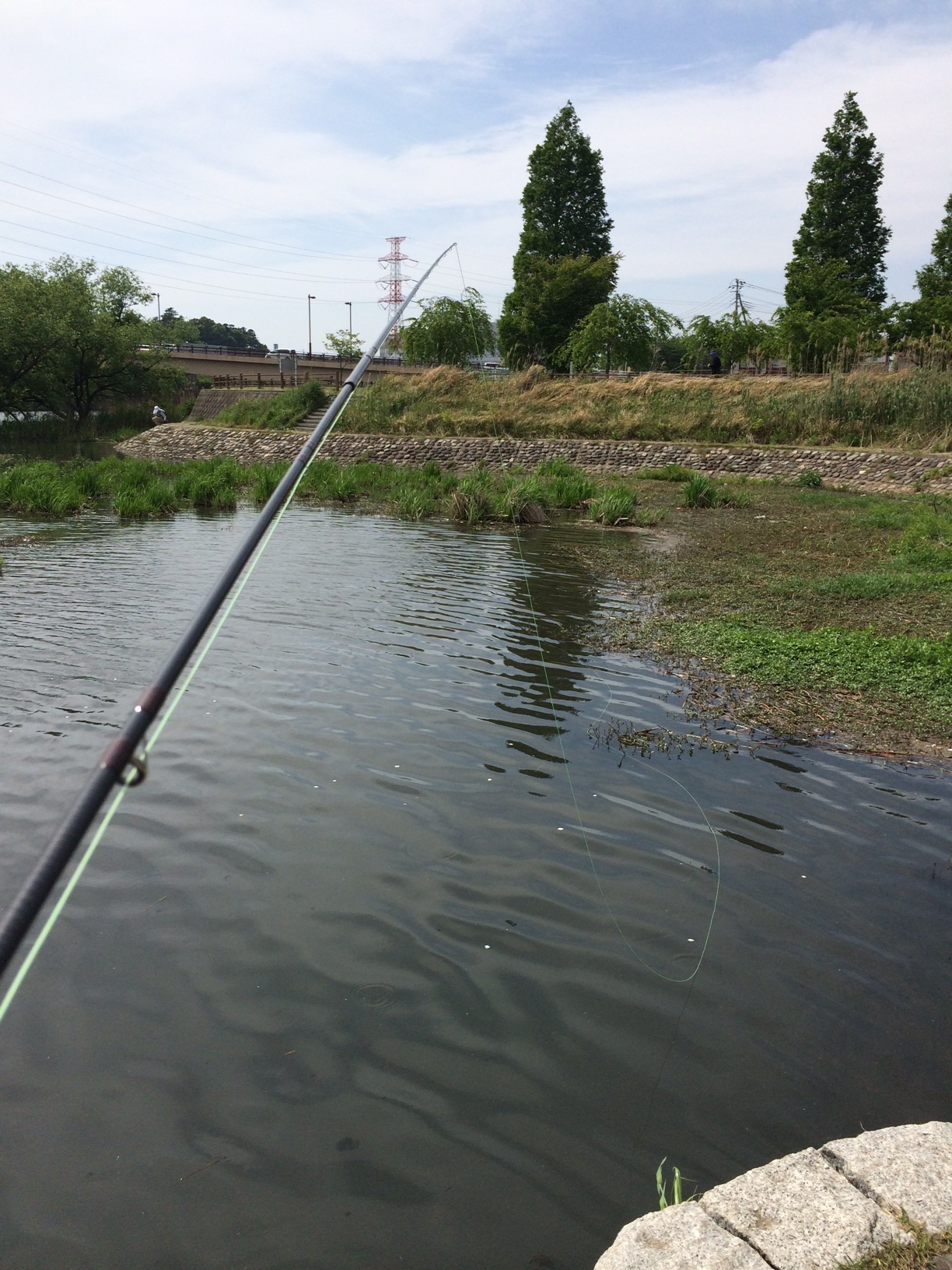 北柏ふるさと公園のコイ釣り K Fishing